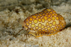 flamingo tongue, Canon 5D mark II, canon lens 100mm, seac... by Noel Lopez 